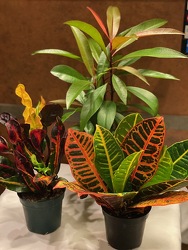 3 OF ASSORTED 4" PLANTS from Redwood Florist in New Brunswick, NJ
