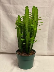 6" AFRICAN  CACTUS from Redwood Florist in New Brunswick, NJ