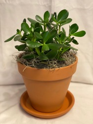 6" JADE PLANT from Redwood Florist in New Brunswick, NJ