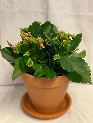 6" BLOOMING KALANCHOE from Redwood Florist in New Brunswick, NJ
