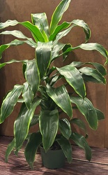 6" DRACEANA PLANT from Redwood Florist in New Brunswick, NJ