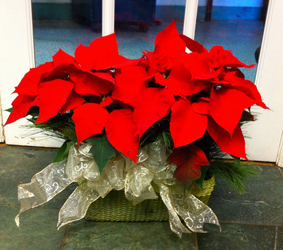 DOUBLE 6" POINSETTIA BASKET RED from Redwood Florist in New Brunswick, NJ