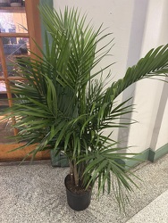 10" BELLA PLANT from Redwood Florist in New Brunswick, NJ