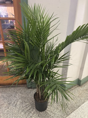 10" BELLA PLANT from Redwood Florist in New Brunswick, NJ