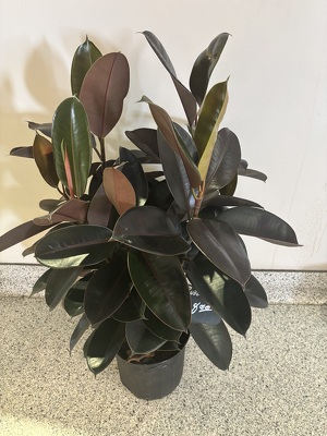 10" RUBBER PLANT from Redwood Florist in New Brunswick, NJ