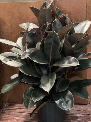 10" RUBBER PLANT from Redwood Florist in New Brunswick, NJ