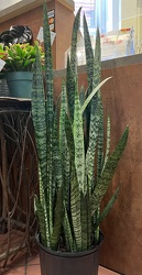 10" SNAKE PLANT from Redwood Florist in New Brunswick, NJ