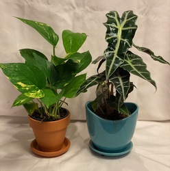 2 OF 4" ASSORTED GREEN PLANTS from Redwood Florist in New Brunswick, NJ