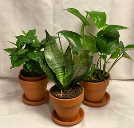 3 OF 4" ASSORTED GREEN PLANTS from Redwood Florist in New Brunswick, NJ
