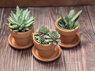 3 OF ASSORTED SUCCULENTS IN TERRACOTTA from Redwood Florist in New Brunswick, NJ