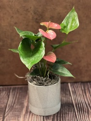 4" BLOOMING ANTHURIUM PLANT from Redwood Florist in New Brunswick, NJ