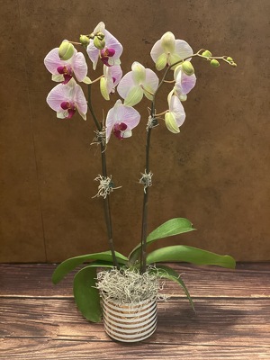 4" DOUBLE STEM BI-COLOR ORCHID PLANT from Redwood Florist in New Brunswick, NJ