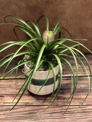 4" BROMELIAD PLANT from Redwood Florist in New Brunswick, NJ