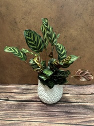 4" CALATHEA IN CERAMIC POT from Redwood Florist in New Brunswick, NJ