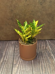 4" CROTON IN CERAMIC POT from Redwood Florist in New Brunswick, NJ