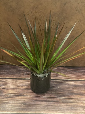 4" MARGINATA PLANT from Redwood Florist in New Brunswick, NJ