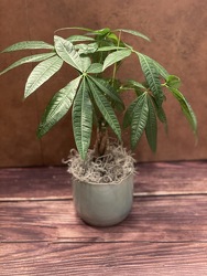 4" MONEY TREE IN CERAMIC POT from Redwood Florist in New Brunswick, NJ