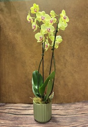 4" DOUBLE STEM BI-COLOR ORCHID PLANT from Redwood Florist in New Brunswick, NJ