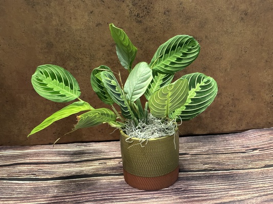 4" PRAYER PLANT IN CERAMIC POT from Redwood Florist in New Brunswick, NJ