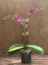 4" PURPLE OR WHITE ORCHID PLANT from Redwood Florist in New Brunswick, NJ