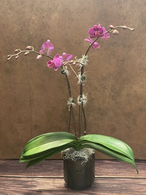 4" PURPLE ORCHID PLANT from Redwood Florist in New Brunswick, NJ