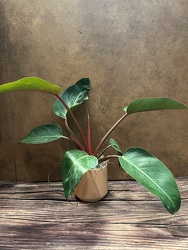 4" ROJO CONGO - TYPE OF PHILODENDRON from Redwood Florist in New Brunswick, NJ