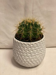 4" BARREL CACTUS from Redwood Florist in New Brunswick, NJ