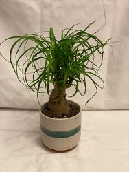 4" PONY TAIL PALM from Redwood Florist in New Brunswick, NJ