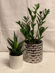 4" ZIZI PLANT WITH SUCCULENT from Redwood Florist in New Brunswick, NJ