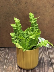 4 " CRISPY FERN from Redwood Florist in New Brunswick, NJ