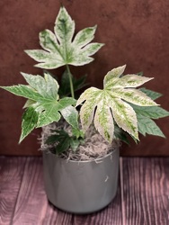 6" FATSIA JAPONICA from Redwood Florist in New Brunswick, NJ