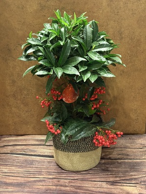 6" ARDISIA BERRY PLANT from Redwood Florist in New Brunswick, NJ