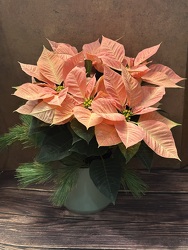 6" PINK POINSETTIA IN CERAMIC POT from Redwood Florist in New Brunswick, NJ