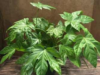 6" JAPANESE ARALIA from Redwood Florist in New Brunswick, NJ