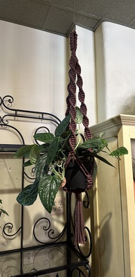 DOUBLE HELIX PLANT HANGER  from Redwood Florist in New Brunswick, NJ