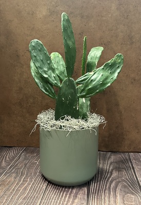 6" PRICKLY PEAR CACTUS from Redwood Florist in New Brunswick, NJ