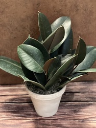 6" RUBBER PLANT IN TERRACOTTA POT from Redwood Florist in New Brunswick, NJ