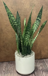 6" SNAKE PLANT IN CERAMIC POT from Redwood Florist in New Brunswick, NJ