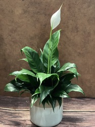 SPATH - PEACE LILY PLANT from Redwood Florist in New Brunswick, NJ
