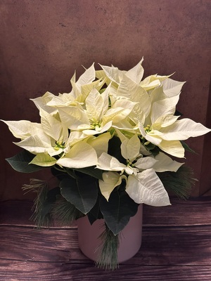 6" WHITE POINSETTIA IN CERAMIC POT from Redwood Florist in New Brunswick, NJ