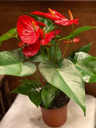 6" BLOOMING ANTHURIUM PLANT from Redwood Florist in New Brunswick, NJ