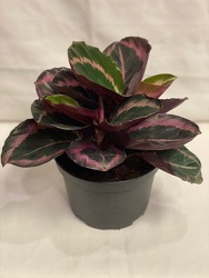 6" CALATHEA PLANT from Redwood Florist in New Brunswick, NJ