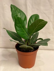 6" Ficus Audrey Plant from Redwood Florist in New Brunswick, NJ