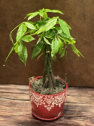 6" MONEY TREE from Redwood Florist in New Brunswick, NJ