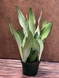 6" MOONSHINE SNAKE PLANT from Redwood Florist in New Brunswick, NJ