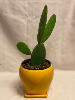 6" PRICKLY PEAR CACTUS from Redwood Florist in New Brunswick, NJ