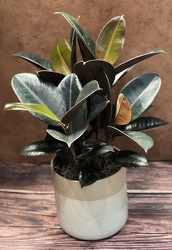 6" RUBBER PLANT WITH CERAMIC POT from Redwood Florist in New Brunswick, NJ