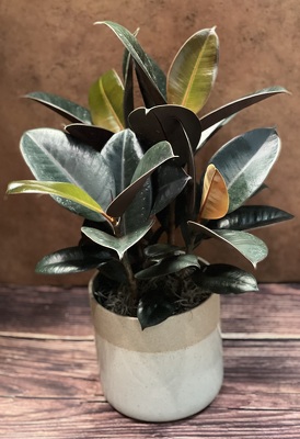 6" RUBBER PLANT WITH CERAMIC POT from Redwood Florist in New Brunswick, NJ