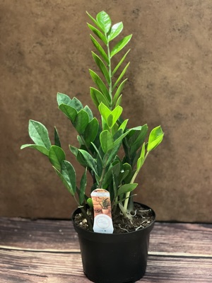 6" ZIZI PLANT  from Redwood Florist in New Brunswick, NJ