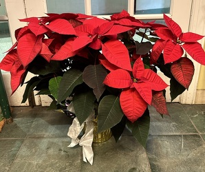 8" RED POINSETTIA  from Redwood Florist in New Brunswick, NJ